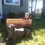 later Owen ties Rozze to the wagon and drives her like a clydesdale