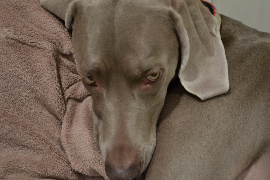 sleep all day, bark all night