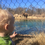 "Dad, why are you focusing on the elephant instead of me"