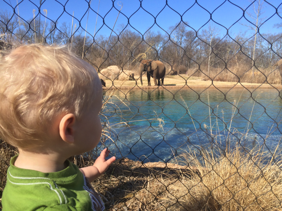 "Dad, why are you focusing on the elephant instead of me"